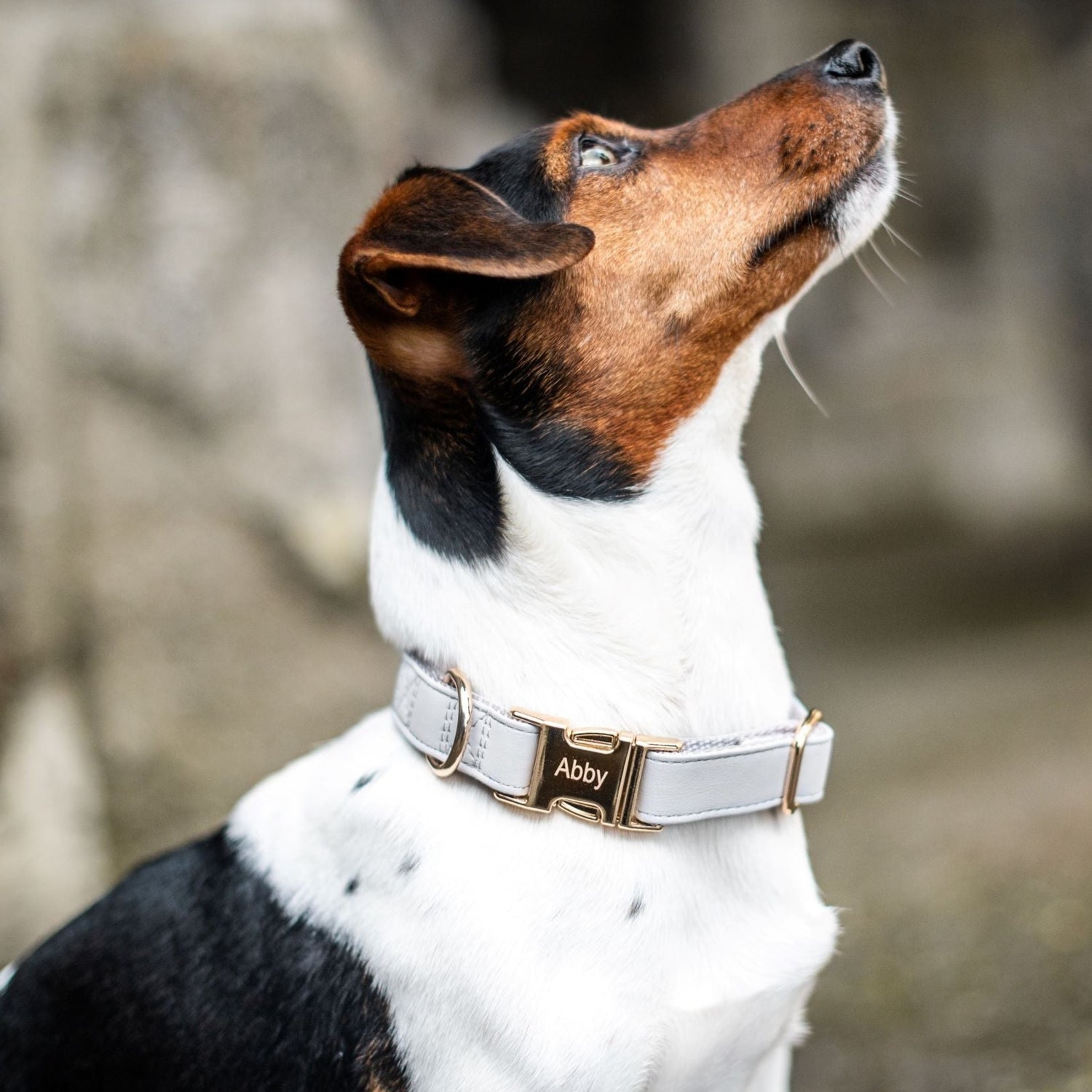 Luxus-Hundehalsband kaufen  Designer Hundehalsband online - The Pet Empire